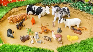 Discover Fun Animal Adventure in the Mud! Learn with Kidiez World TV