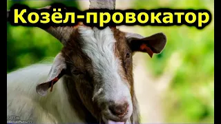 Кто поведет людей на убой?   Козел-провокатор.