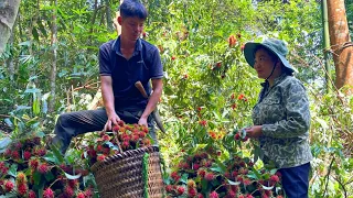 Together Harvest wild rambutan and bring it to the market to sell - Buy two puppies