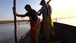 Is de ondergang van de Palingvisserij in het IJsselmeer nabij ?