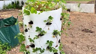 DIY 55 Gallon Strawberry planter