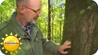 Peter Wohlleben: Wie leben wir im Einklang mit der Natur? | SAT.1 Frühstücksfernsehen