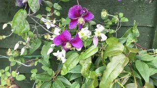 A wall of clematis - 6 months on