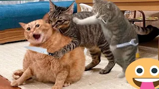 You Laugh you Lose Latest Funny Cats and Dogs Videos part 11