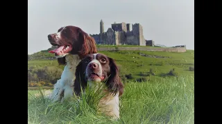 Roughshooting with English Springer spaniels.