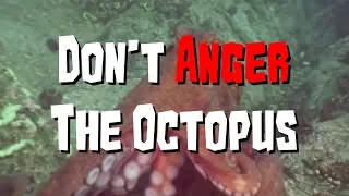 Octogeddon Teaser Trailer - Don't Anger The Octopus