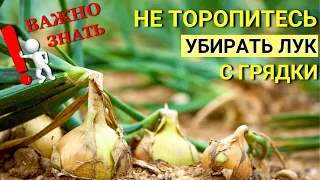 Убираем ЛУК правильно! ЛУК долго ХРАНИТСЯ и НЕ ГНИЕТ! Признаки, что ЛУК готов К УБОРКЕ. Хранение.