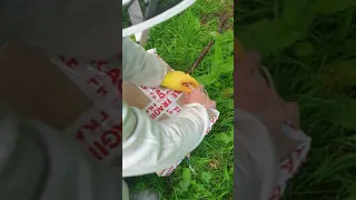 How to catch a honey bee swarm UK