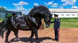 ҚАЗАҚ ЖЫЛҚЫСЫН КӨРГЕН ШЕТЕЛДІКТЕР ШОК БОЛДЫ | Әлемдегі ең мықты 10 жылқы