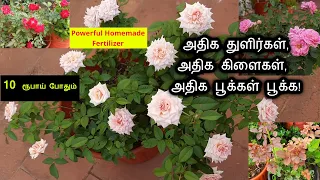 10 ரூபாய் போதும்! ரோஜா செடியில் அதிக துளிர்கள், கிளைகள், பூக்கள் பூக்க| Powerful Homemade fertilizer