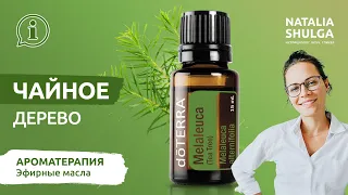 TEA TREE (melaleuca) - the best natural antiseptic | Essential oil ENG sub