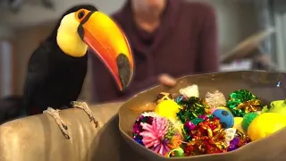 My Toucan Flying All Over My House | Rocko The Toucan