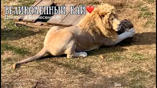 ❤️Великолепный КАЙ, МАЛЫШ, ЧУК и другие львы.Тайган.Safari park Taigan