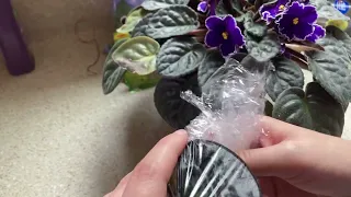 Can I grow a new African Violet from a seed?