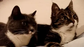 Homeless Cats Begged a Couple to let them have their Babies Inside the House, And then this happened