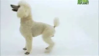 Dogs 101 - Poodle