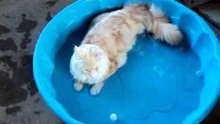 Maine Coon Cat swimming and cooling off in pool