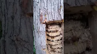 European Hornets Cut out of a tree