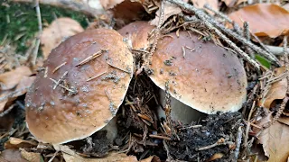 FUNGHI PORCINI 2022 - DELIRIO PORCINO CON IL MITICO MARCO REDMA62 CIAPPAFOTO NEL LEVANTE LIGURE🤪