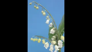 Lily of the Valley Wired Sugar Flower Skills