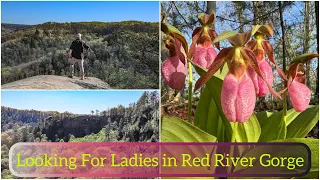 Looking For Ladies in Red River Gorge - Hanson’s Point - RRG Kentucky - Hiking  - Wildflowers