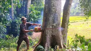 Process Felling Large Trees on the Edge of Rice Fields with Assembled Chainsaw