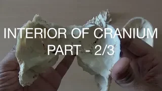INTERIOR OF CRANIUM - 2/3