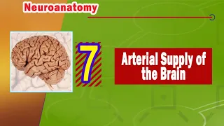 07. Arterial supply of the brain