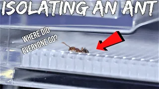 Quarantining An Ant From Its Whole Colony | Sad Reaction