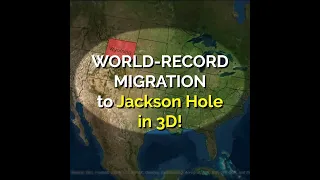 Longest-Known Deer Migration (242 miles!) near Jackson Hole in 3D
