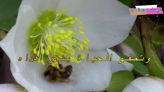 جمال الوجود بذكر الإله للمنشد محمد المقيط [HD]The Beauty of Existence By Muhammad Al Muqit