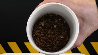 WHAT HAPPENS IF FROG SEES 1,000 MEALWORMS? [Live feeding]