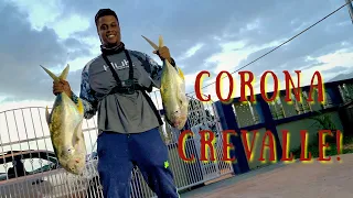 Corona Curry Crevalle Ep30 (Catch Clean Cook Trash Fish Giant Jack)