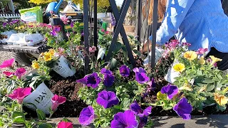 Planting Our Entryway Containers with Some Fun Color! 🌸💜🎨// Garden Answer