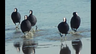 The Race !  Eurasian Coot / Fulica atra