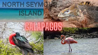 NORTH SEYMOUR ISLAND | BIRD PARADISE  | GALAPAGOS' BEST ISLAND