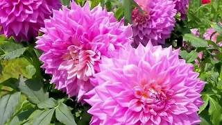 colourful dahlia flowers garden video / dahlia flowers garden video / colourful flower video