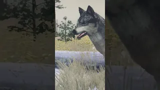 ( WolfQuest 3 AE ) I’m a big kid now #tiktok #shorts