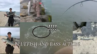 GATOR BLUE AND STRIPER SLAYFEST!!! BLUEFISH LIMIT!! HUGE FISH!!! (5/18/24)