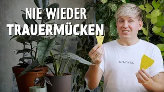 NIE wieder Trauermücken ❌ Die 3 BESTEN Methoden zur Behandlung von Trauermücken!