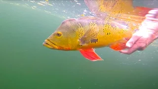 Clear Water Peacock Bass Fishing -- Miami Florida