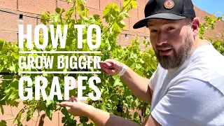 How to Grow BIGGER Grapes!