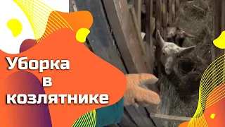 Уборка в козлятнике