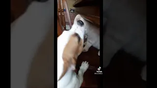 Кот и Собака бой без правил