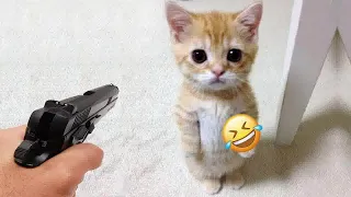 🐱🐶 New Funny Cats and Dogs Videos 😂😹 Funniest Animals 2024 # 63