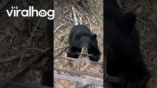 Curious Black Bear Climbs Ladder || ViralHog