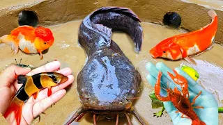 Most Amazing Catch Catfish in Tiny Pond, Pearlscale Goldfish, Ornamental Fish, Exotic Fish, Guppies