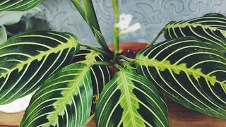 обзор комнатных растений 🌿новости🪴домашние растения ❤️цветочное пространство🌿