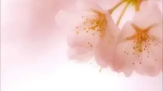 桜の花びらたち　春うたスペシャル