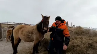 Наследники прошлогодних быков, быки, лошади, деревенская жизнь.